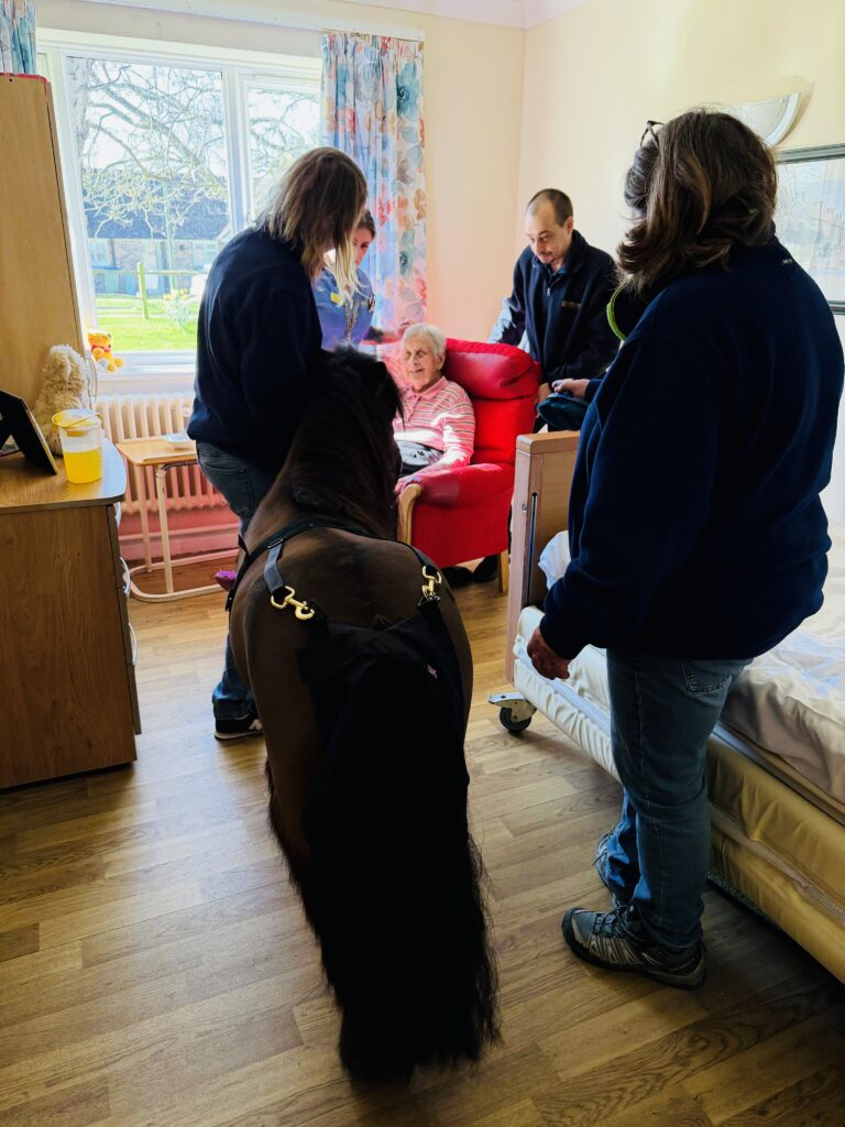 pony in upper mead resident room