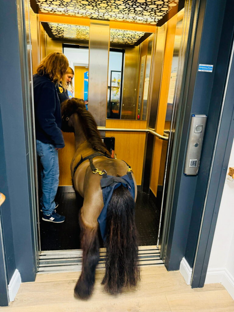 pony taking lift upper mead