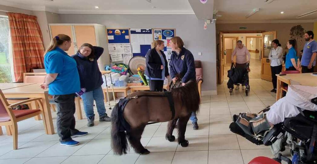 shetland pony at ullswater cottage (1)