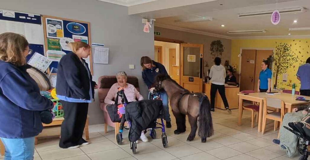 shetland pony at ullswater cottage