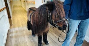 shetland pony at upper mead